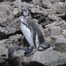 penguin_galapagos_bar_v_0223_ecu1415.jpg